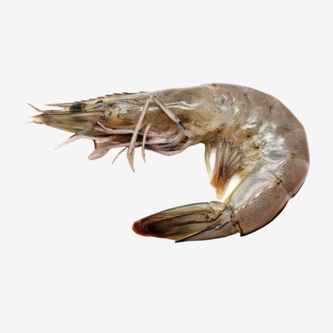 Langostino Enteros con Concha y Cabeza, precio por kilo